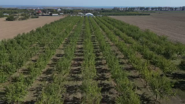 Fructul din care se obține inclusiv ulei, tot mai căutat în România. Dobrogea devine un punct important pentru cultivarea lui