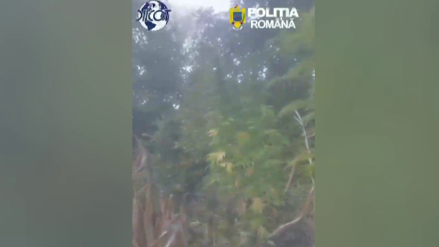 Ce au descoperit autoritățile într-un lan de porumb și în casa unui bărbat din Maramureș. Unele ajungeau la trei metri înălțime