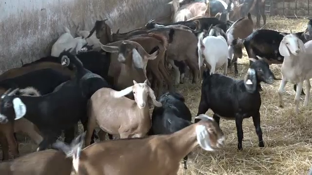 În Botoșani, două rase de capre sunt încrucișate pentru o producție de lapte specială. O specie, adusă din Africa, a fost îmbunătățită în Marea Britanie