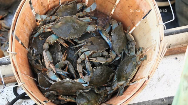 Crabul albastru american, tot mai prezent în Marea Neagră. Cercetătorii vor să transforme specia invazivă într-o delicatesă