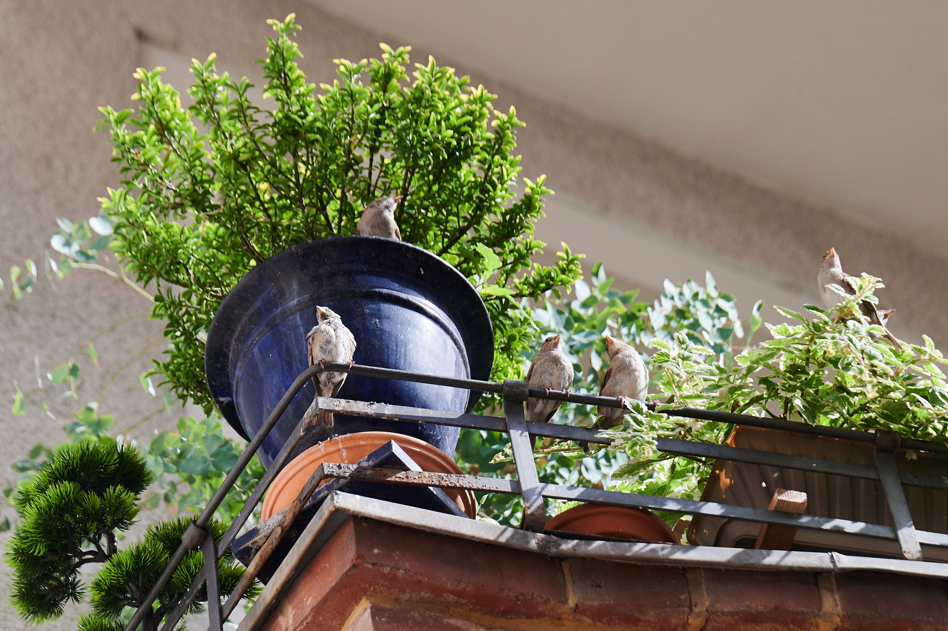 Păsările care se așază des la fereastră sau pe balcon ascund un mesaj. Ce vești ar putea anunța