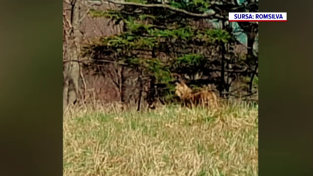 Apariție rară în Vrancea. Animalul sălbatic care a fost surprins în pădure