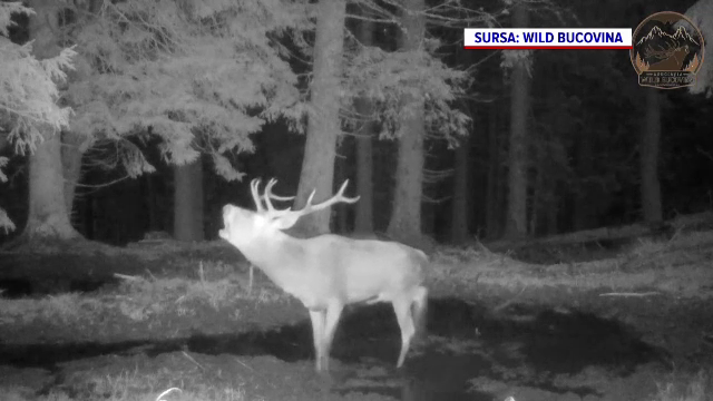 Imagini de poveste în pădurile din Bucovina. Cerbii se adună la un ochi de apă și își cheamă perechea