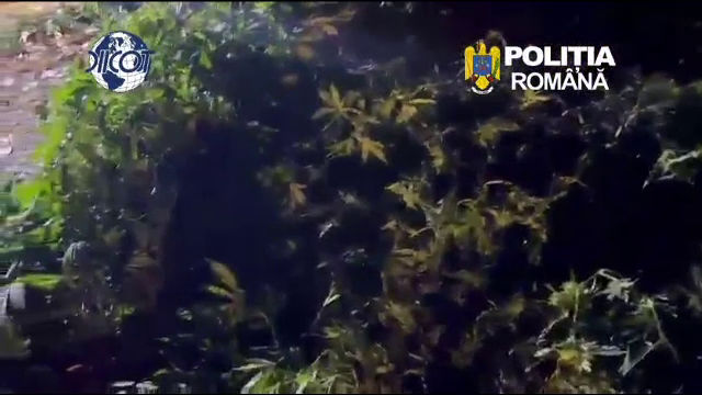 Doi bărbați din Cluj, arestați după ce au cultivat canabis în grădină. Plantele ajungeau până la trei metri