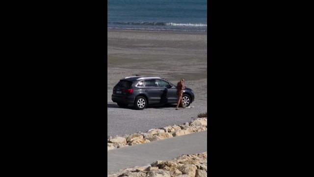 A intrat cu mașina pe plaja din Venus, apoi s-a dus cu autoturismul și pe plaja din Aurora. Poliția a văzut filmările