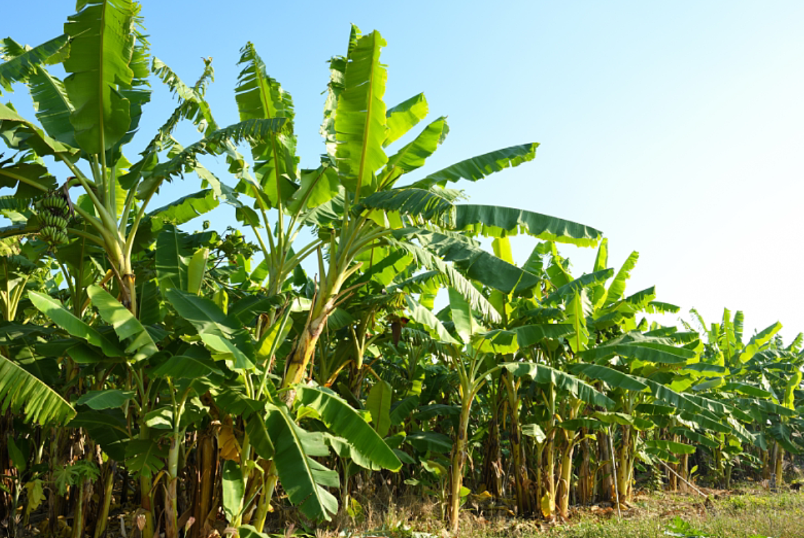 Fructul care s-ar putea scumpi în 2027. Fenomenul El Niño și conflictele internaționale amenință producția