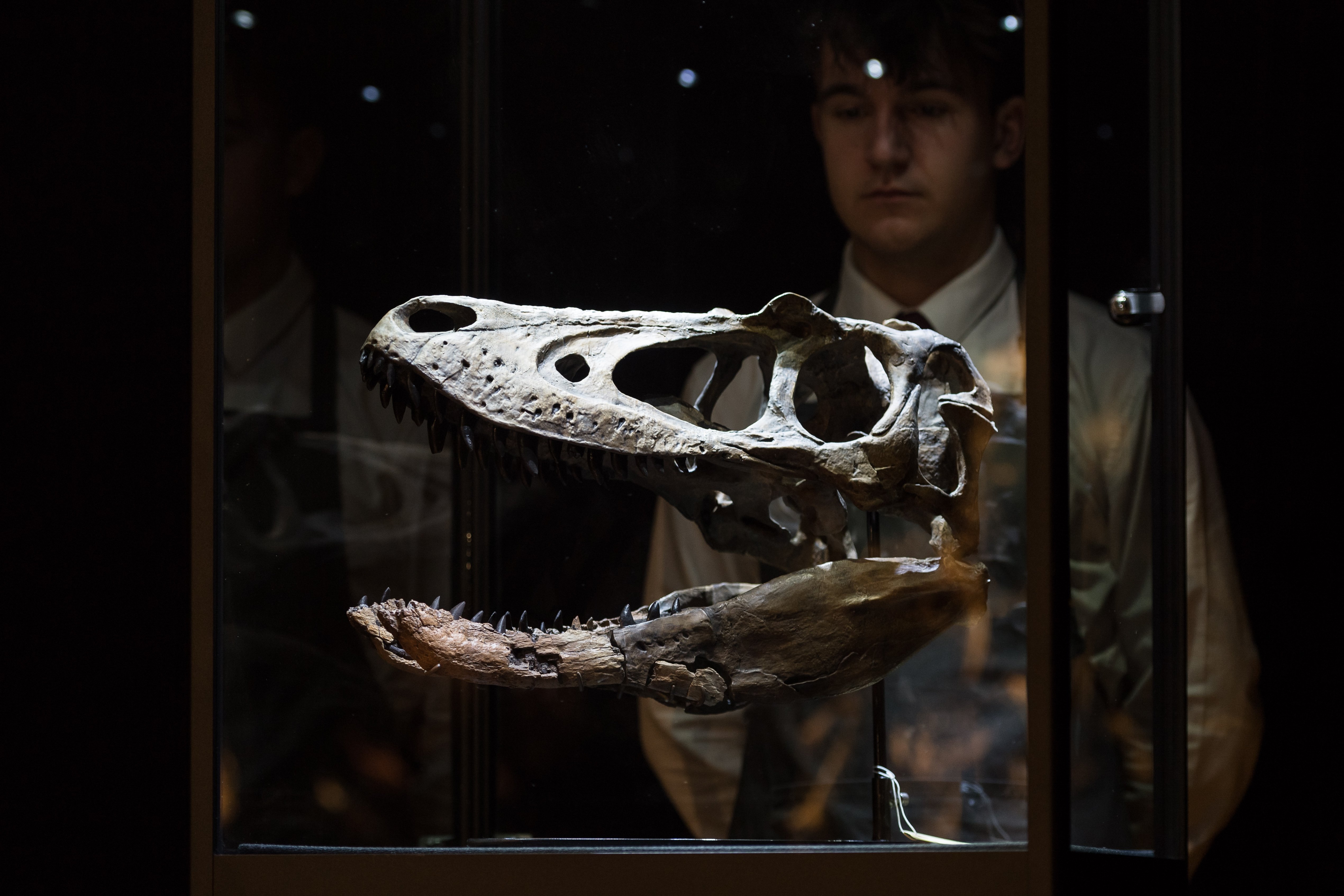 Un schelet rar de Nanotyrannus s-a vândut cu 47,3 milioane de dolari la o licitaţie din New York. VIDEO