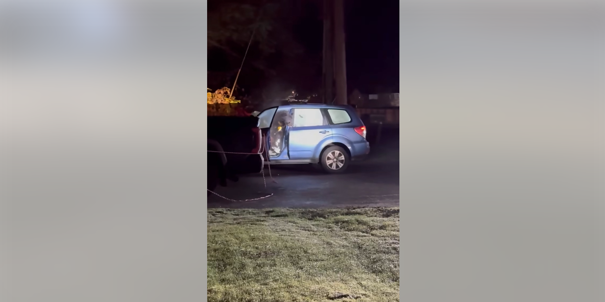 Un urs negru a făcut praf o mașină după ce rămâne blocat în interior: „S-a luptat serios să iasă”. VIDEO