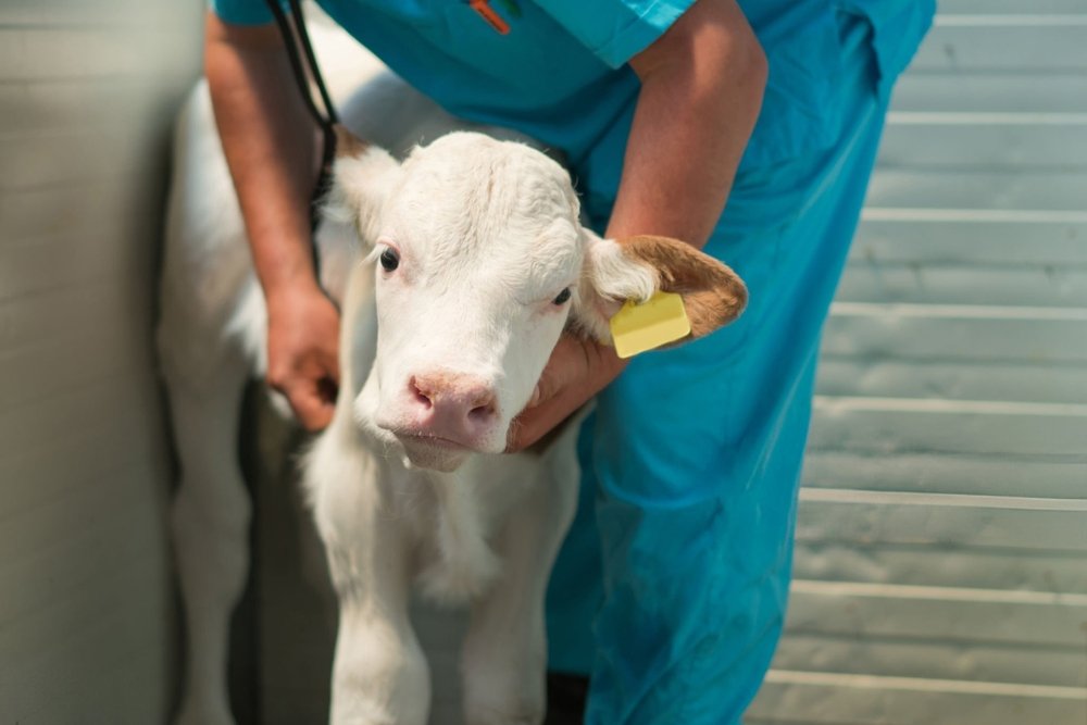 Un viceprimar din Dâmbovița care ar fi profesat ilegal ca veterinar ani de zile, anchetat. E acuzat că a schingiuit trei țapi